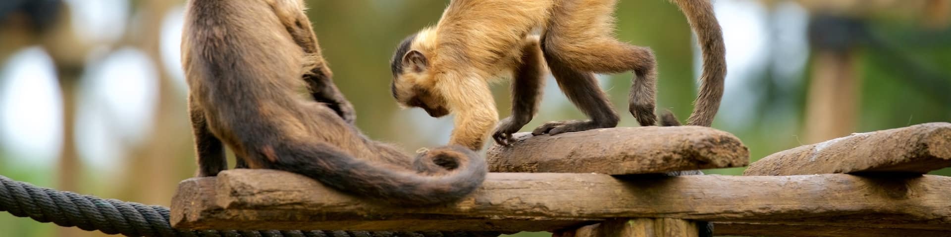 Lagos Zoo featuring cuddly or friendly animals and zoo animals