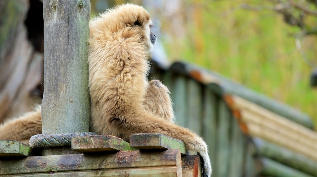 Zoo von Lagos das einen niedliche oder freundliche Tiere und Zootiere