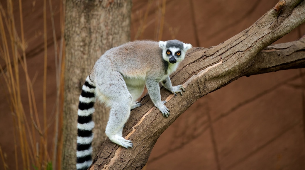 Zoo de Lagos