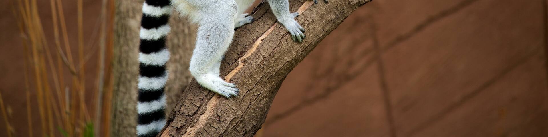 ラゴス動物園 どの含み 動物園の動物 と フレンドリーな動物