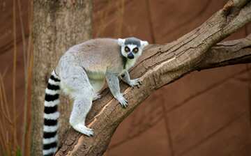 Zoo De Lagos Lagos Expedia Se Zoo De Lagos Lagos Expedia Se