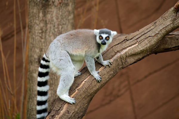 Zoo de Lagos montrant animaux de zoo et animaux domestiques ou inoffensifs