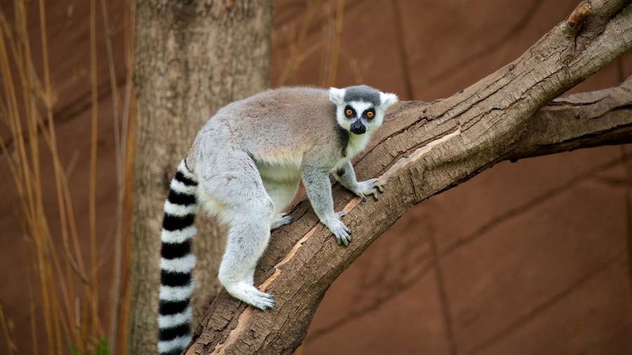 Zoo de Lagos presenterar zoodjur och gulliga djur