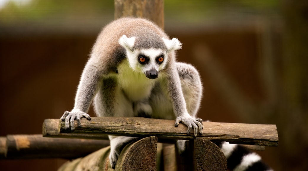 Zoo de Lagos montrant animaux domestiques ou inoffensifs et animaux de zoo