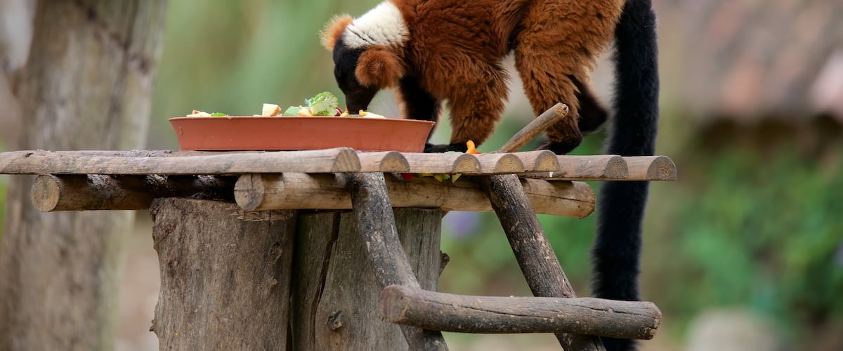 Zoológico de Lagos mostrando animales del zoológico y animales tiernos