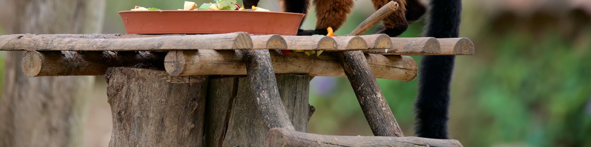 Lagos Zoo showing zoo animals and cuddly or friendly animals