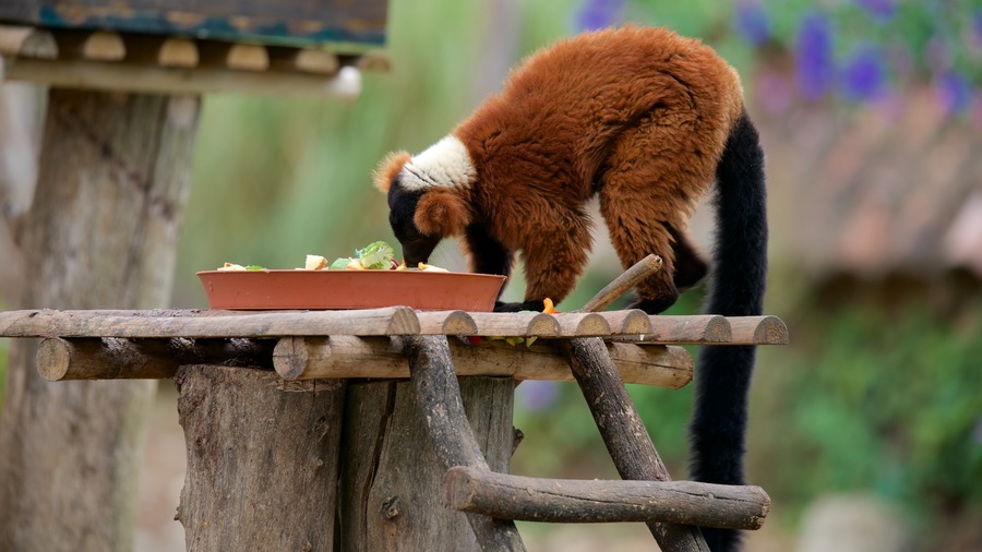 Lagos\' zoologiske have som viser dyr fra zoologisk have og venlige dyr