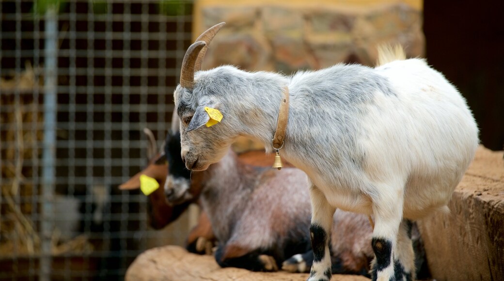 Lagos Zoo showing zoo animals and cuddly or friendly animals