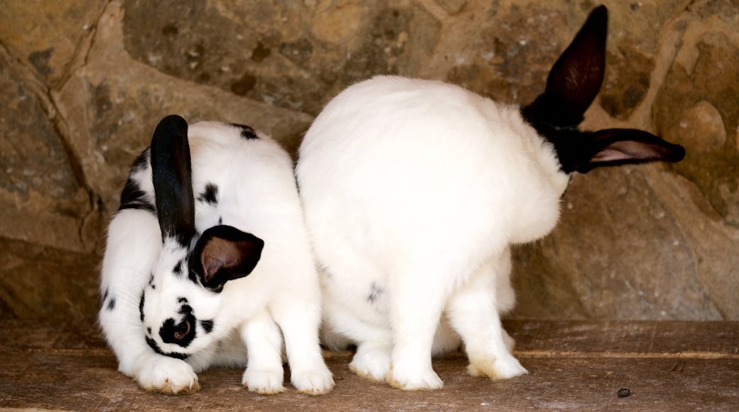 Lagos Zoo which includes zoo animals and cuddly or friendly animals