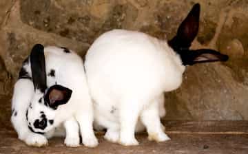 Zoo De Lagos Lagos Expedia Se Zoo De Lagos Lagos Expedia Se