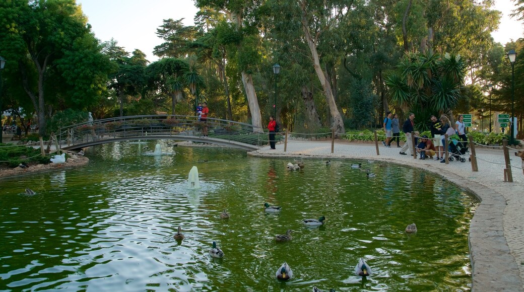 Parque Municipal da Gandarinha mostrando uma ponte, um lago e um parque