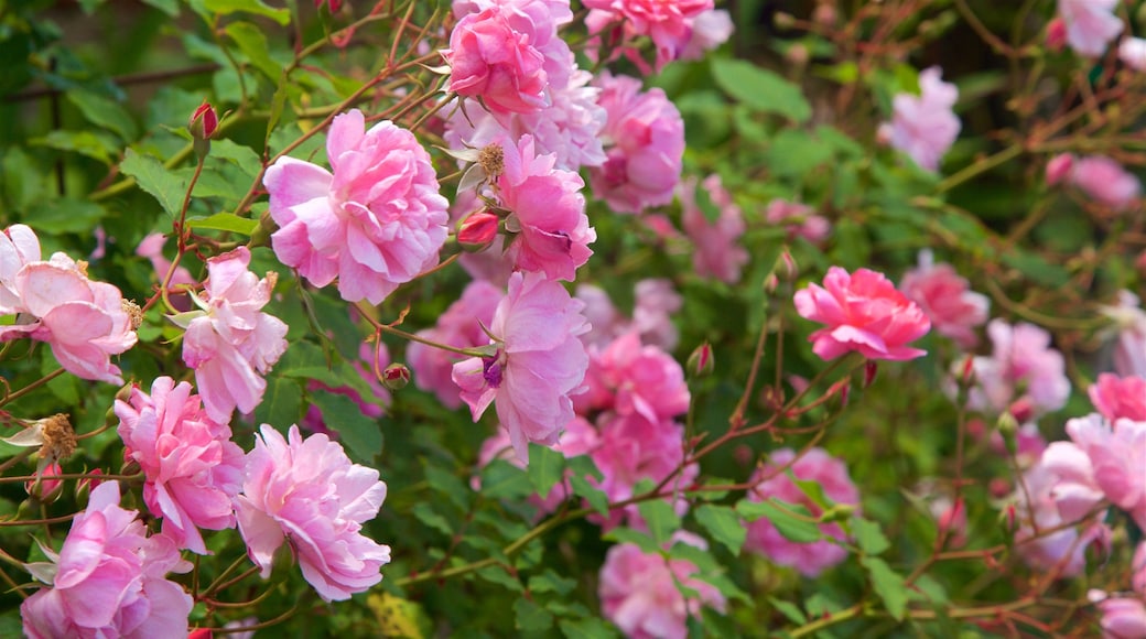 Burnt Pine toont wilde bloemen