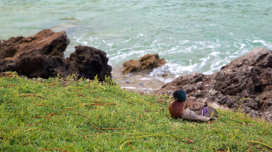 Emily Bay Beach which includes rugged coastline, bird life and general coastal views