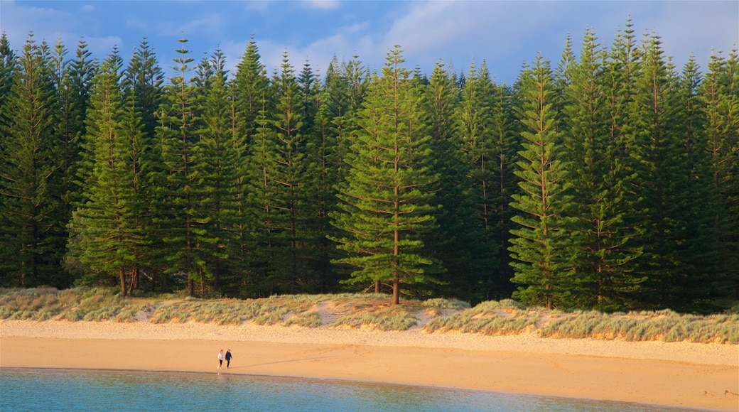 Emily Bay Beach inclusief algemene kustgezichten, bos en een zandstrand