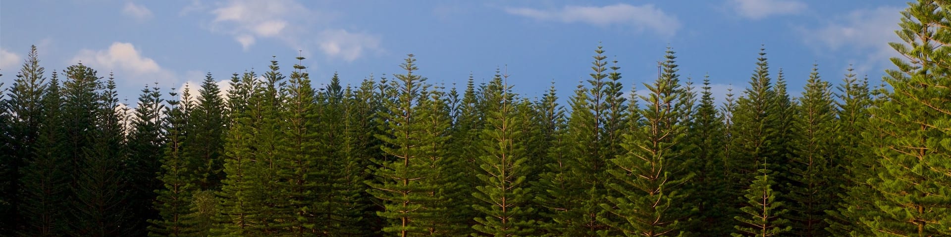 Emily Bay Beach featuring general coastal views, a beach and forest scenes