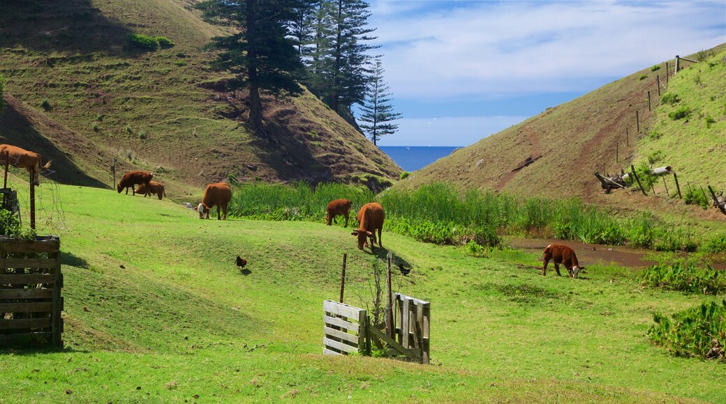 Isla Norfolk que incluye escenas tranquilas y animales terrestres