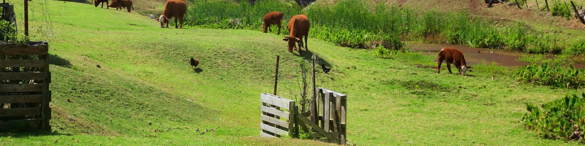 Norfolk Island showing tranquil scenes and land animals