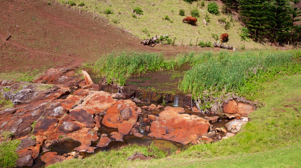 Norfolk Island showing a river or creek, land animals and tranquil scenes