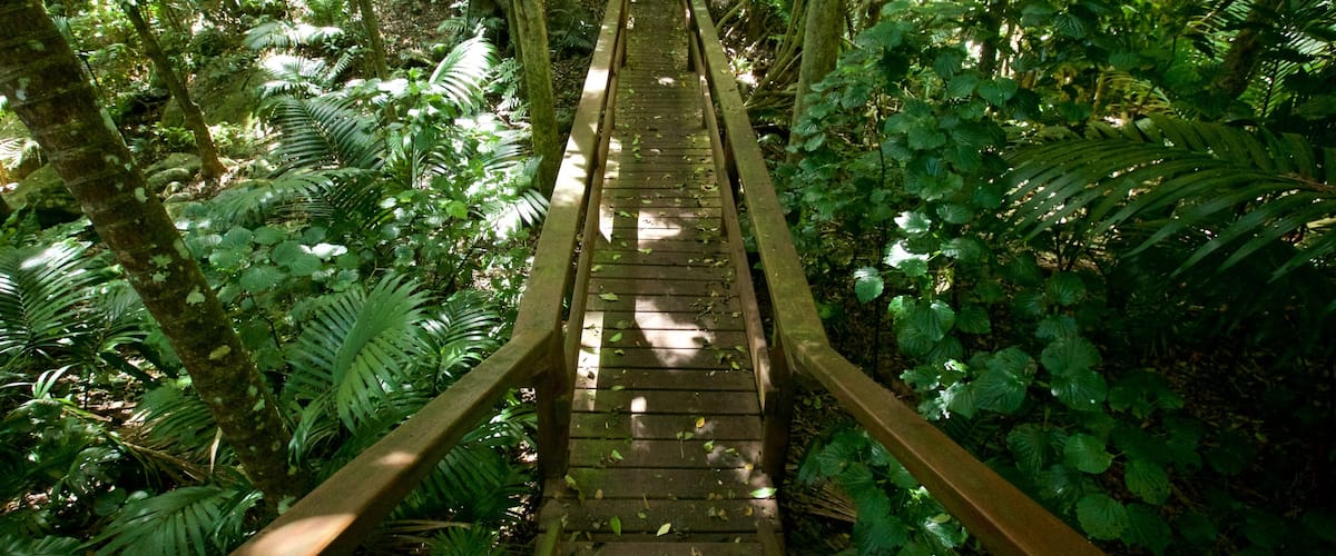 Norfolk Island which includes a garden and forests
