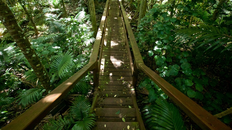 Isla Norfolk ofreciendo un parque y bosques