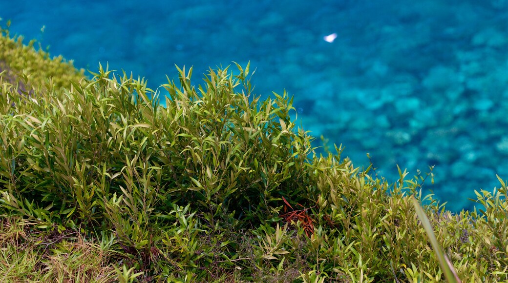 Norfolk Island which includes general coastal views