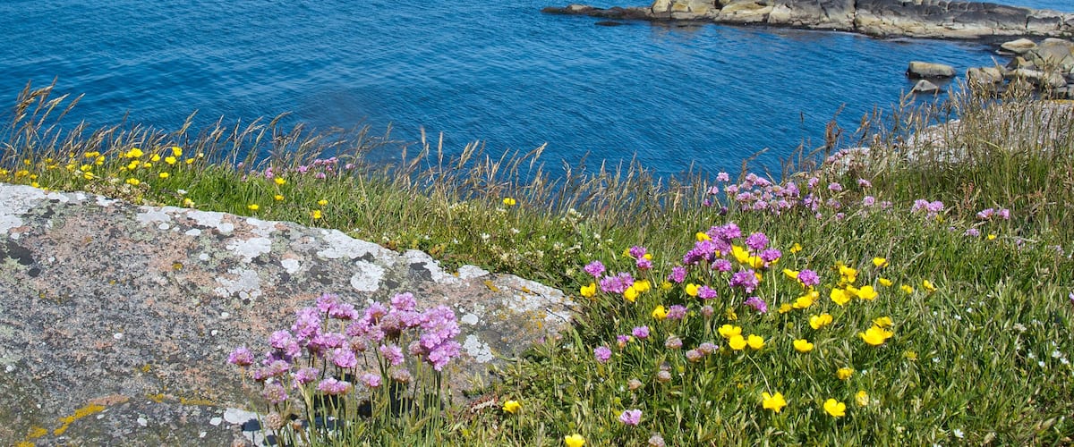 Falkenberg showing wildflowers and general coastal views