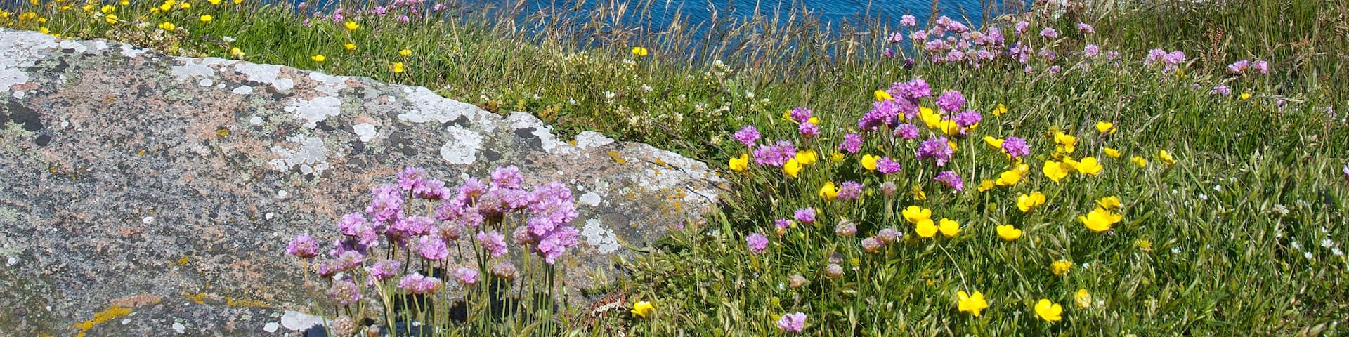 Falkenberg showing wildflowers and general coastal views