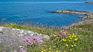 Falkenberg showing wildflowers and general coastal views