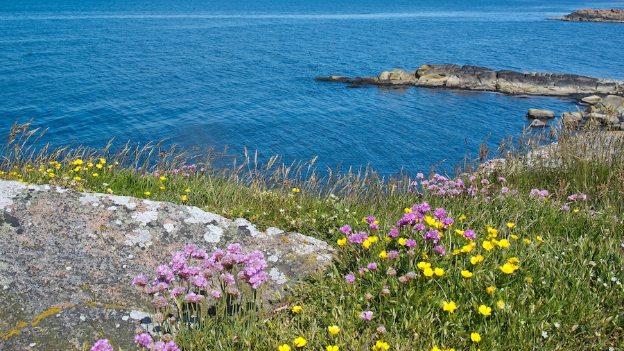 Falkenberg mostrando fiori di campo e vista della costa