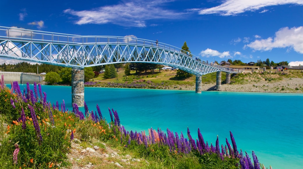 Canterbury ofreciendo un puente, un río o arroyo y flores salvajes