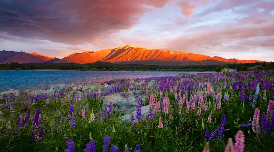 Canterbury showing a lake or waterhole, wild flowers and mountains