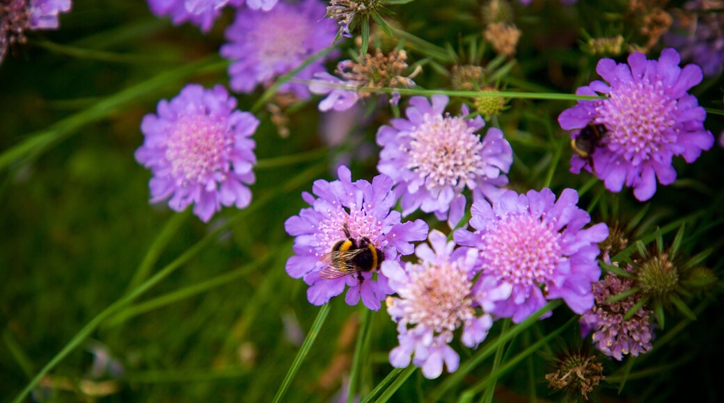 Geraldine showing wildflowers