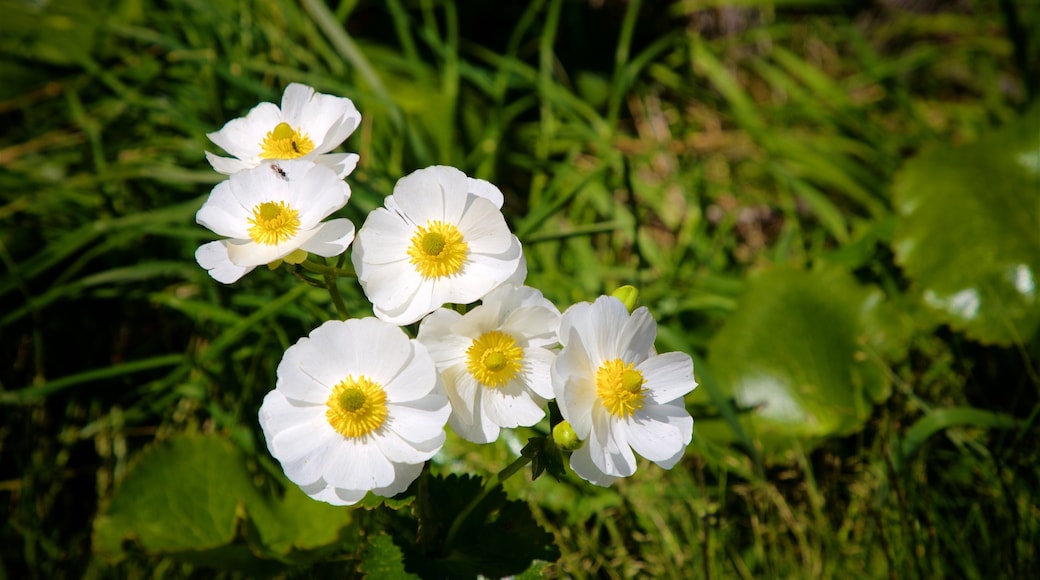 Mount Cook National Park which includes wildflowers