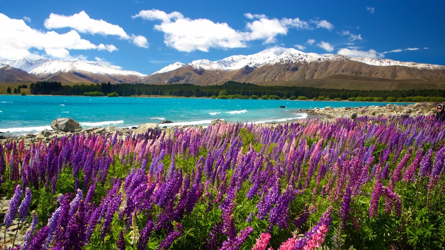 Lake Tekapo showing mountains, wild flowers and a lake or waterhole