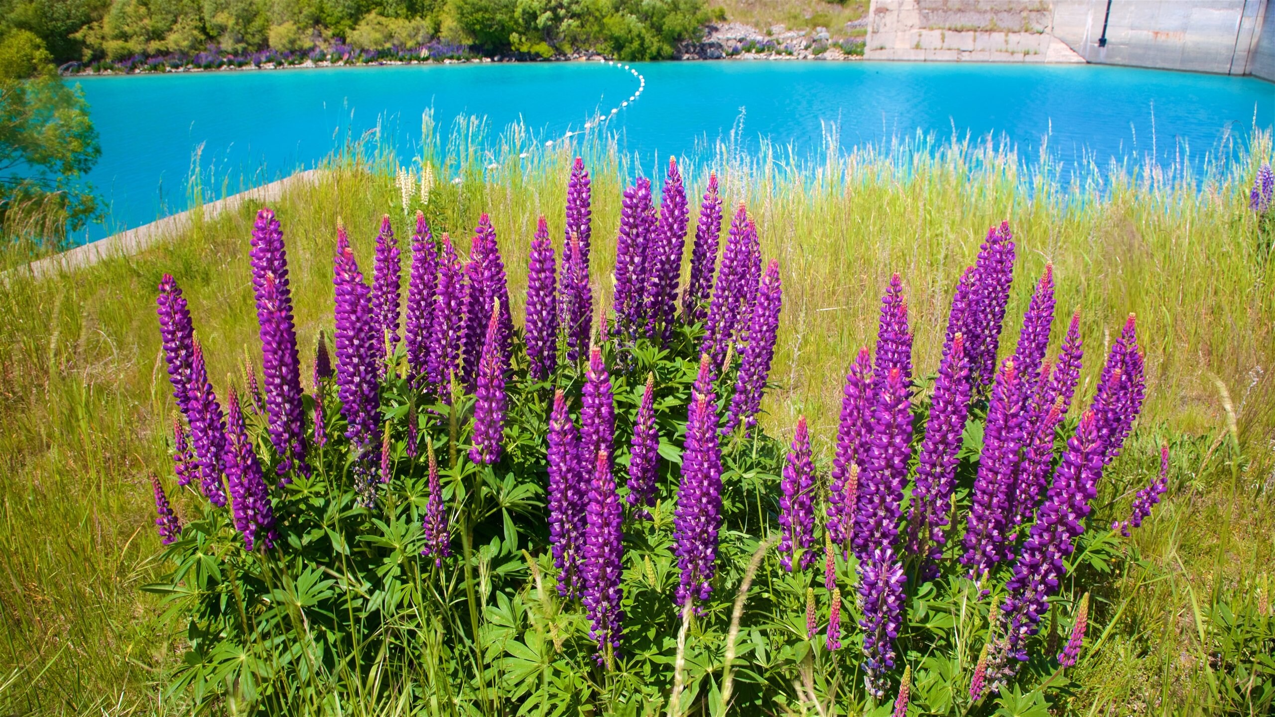 Lake Tekapo featuring a lake or waterhole and wildflowers