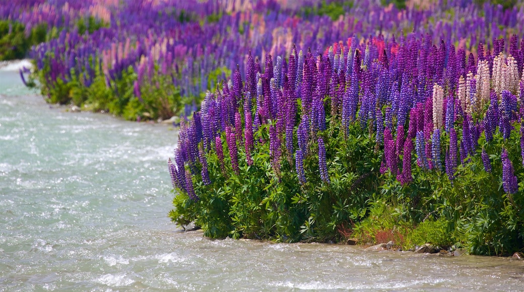 Clay Cliffs caratteristiche di fiume o ruscello e fiori di campo