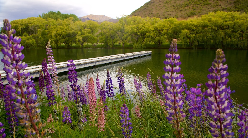 Omarama showing wild flowers and a lake or waterhole