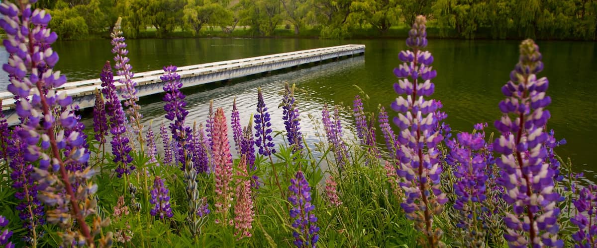 Omarama showing wildflowers and a lake or waterhole