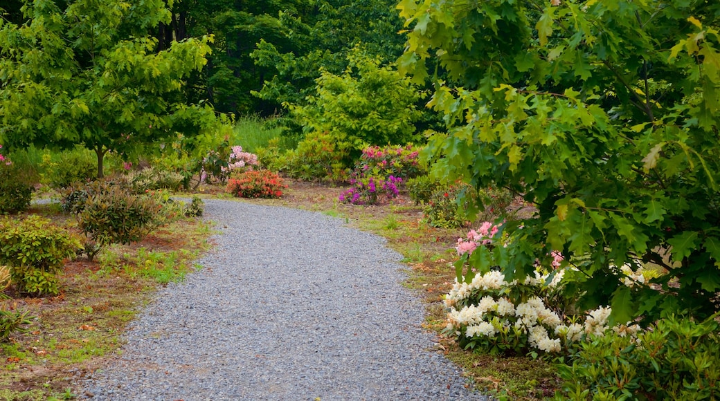 杰拉爾丁 呈现出 野花 和 花園