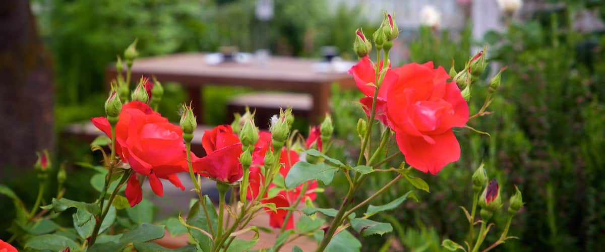 Geraldine qui includes fleurs