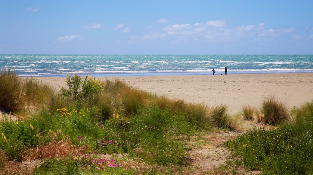 Sumner Beach que incluye una playa de arena y vistas de una costa