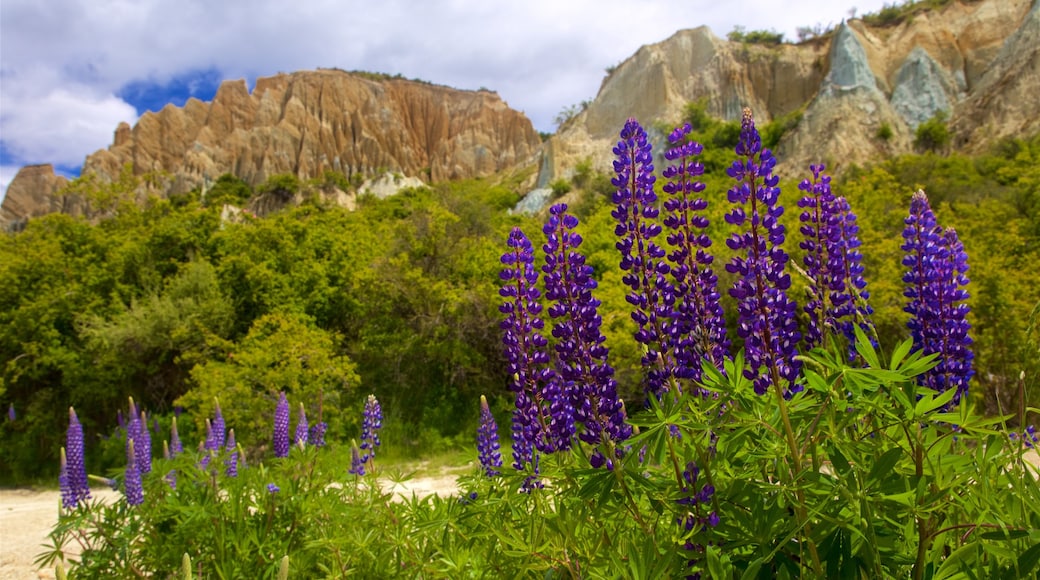 Clay Cliffs showing wild flowers and tranquil scenes