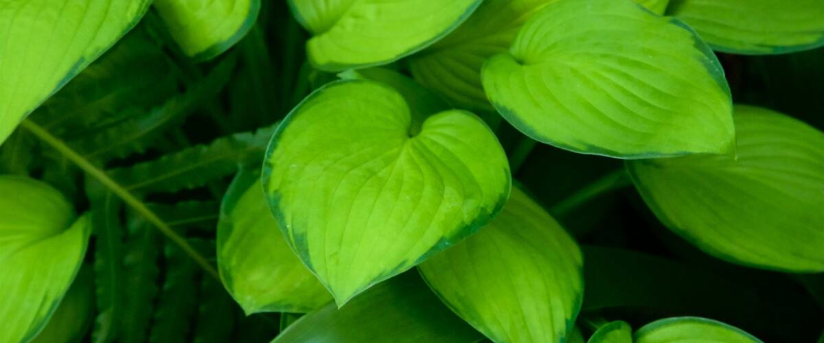 Botanica & Cafler Park which includes forest scenes