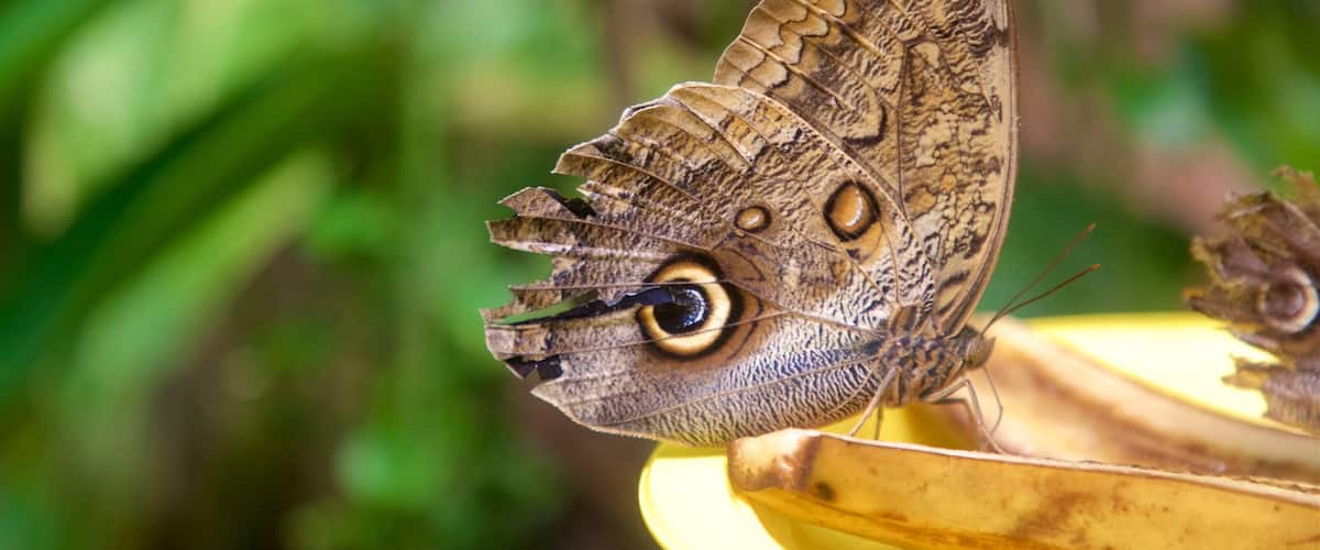 Butterfly and Orchid Garden which includes animals