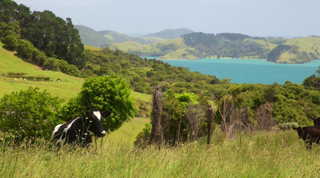 Waikato toont vredige uitzichten en landdieren