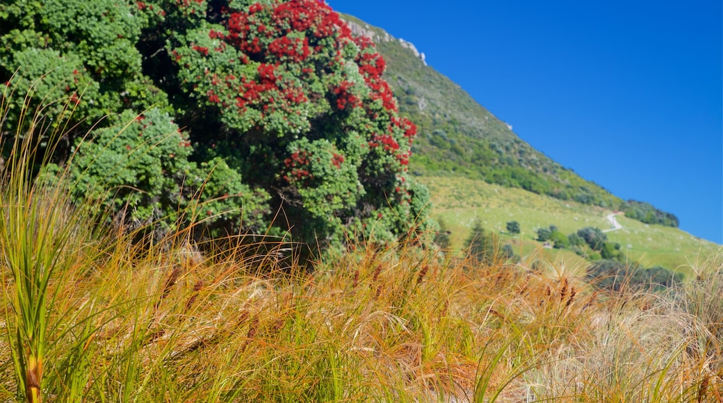 Mount Maunganui showing tranquil scenes and wild flowers