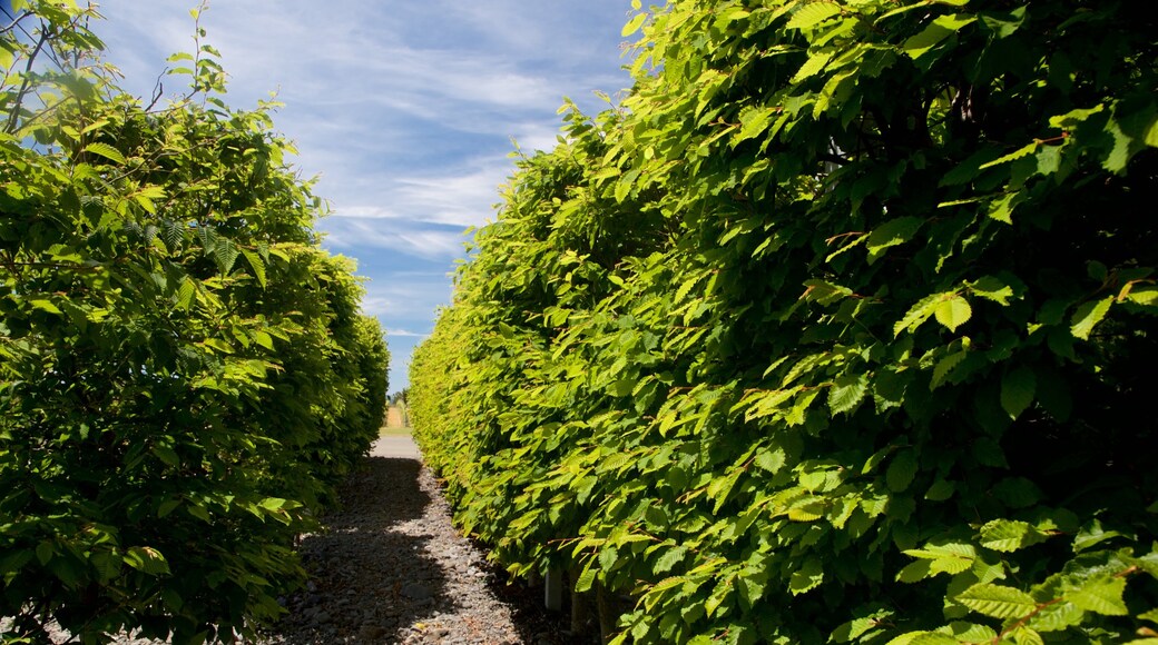 Elephant Hill Estate Winery featuring a garden