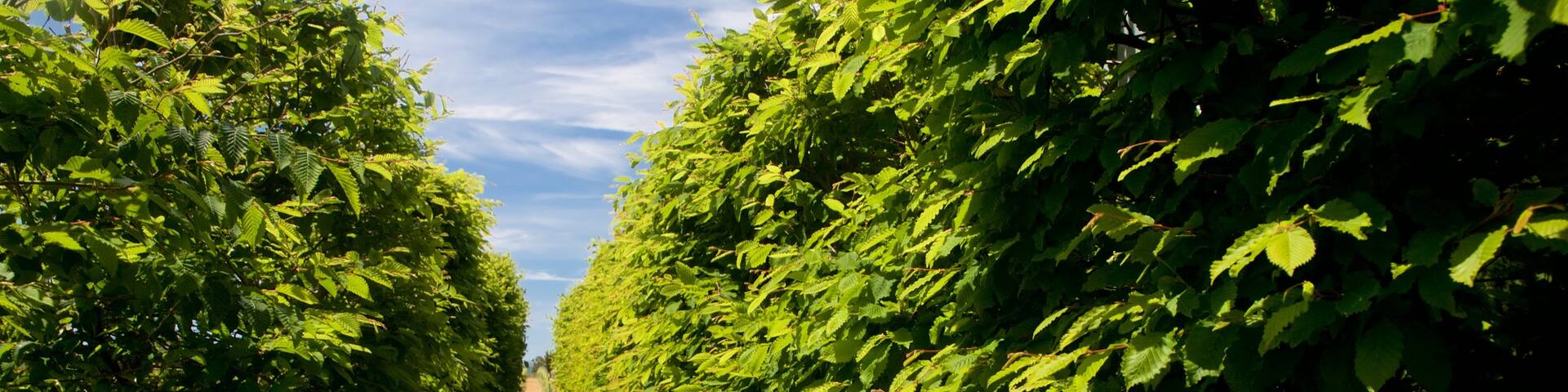 Elephant Hill Estate Winery featuring a garden