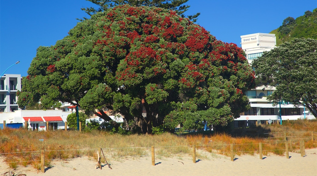 Mount Maunganui mostrando una playa