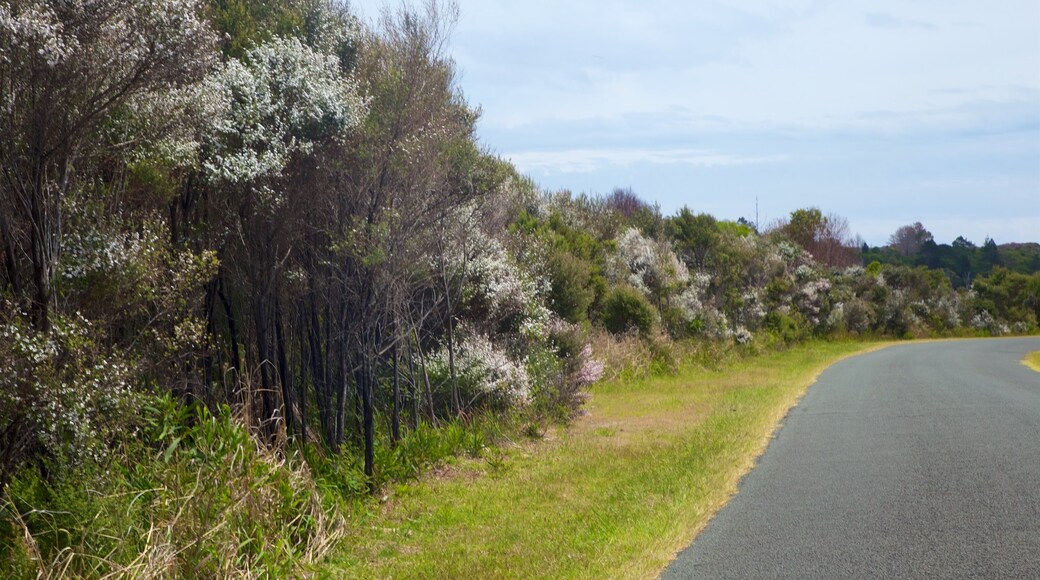 Kai Iwi Lakes showing tranquil scenes